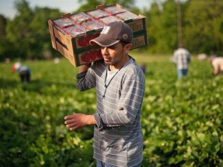 Businesses in Windsor-Essex ordered to pause bringing temporary foreign workers to Ontario region